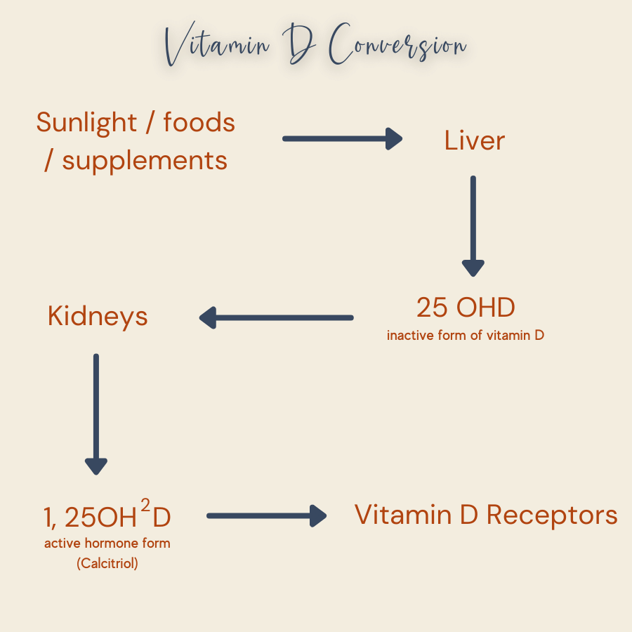 vitamin D conversion
